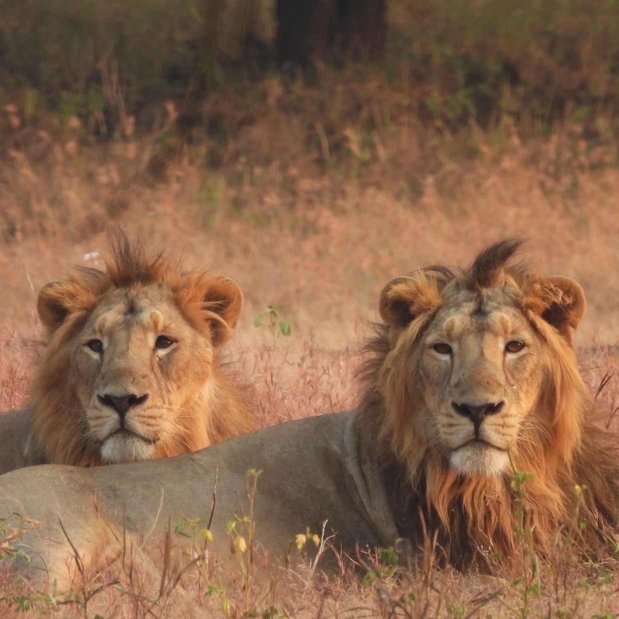 Image of two lions sitting in the wild and looking at the camera